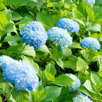 2 Nikko Blue Hydrangea Live Plants for Planting, 6-12 Inch Tall in 2.5 Inch Pot, Blue Mophead Bloom, Flowering Shrub for Garden and Patio