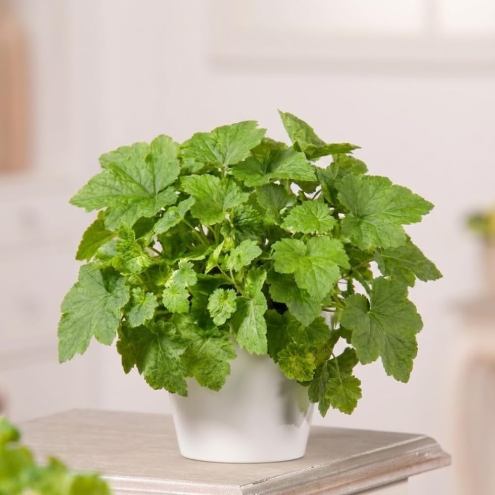 Live Piggyback Plant Tolmiea Menziesii | 4" Potted Native Evergreen Perennial | Shade-Tolerant Indoor Foliage & Well-Rooted Plant