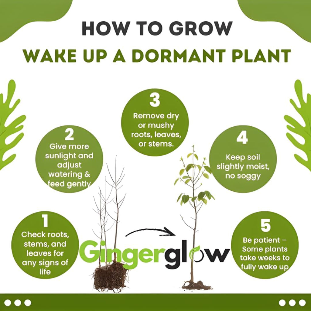 4 American Persimmon Tree Live Plant in 12 – 24 Inch Tall Potted | Native Persimmon Fruit Trees | Outdoor Fruit Tree for Home Garden, Backyard Planting & Landscape Use