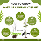 4 American Persimmon Tree Live Plant in 12 – 24 Inch Tall Potted | Native Persimmon Fruit Trees | Outdoor Fruit Tree for Home Garden, Backyard Planting & Landscape Use