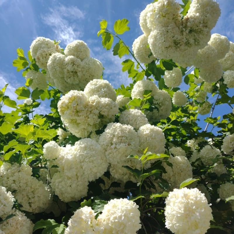 2 Snow Ball Bush Live Plants | Viburnum Live Plant for Gardens | 1–2 Ft Tall Bare Root Plants | Suitable for Yard Growing and Seasonal Flower Display