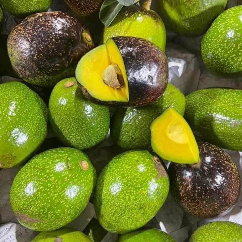 (No Ship to CA,HI,AK) Avocado Plant Live Plants – Brogdon Avocado Tree | 30–36 Inch Tall Potted Plant | Outdoor Fruit Tree for Home Gardens & Landscape Planting