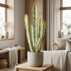 African Milk Tree, 3" Pot, Euphorbia Trigona Succulent with Striking Stems for Living Rooms, Easy to Care Decor