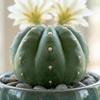 2 Live Cactus Plants Gold Ladyfinger Mammillaria Elongata, 4" Pot, Fully Rooted, Low Maintenance Rare Succulent Plant Live, Ideal for Succulent Collections & Indoor Décor