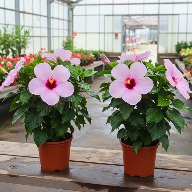 2 Purple Althea Live Plants (Rose of Sharon) | 12–18 Inch Tall Flowering Trees | Hardy Hibiscus Shrubs for Outdoor Planting, Landscaping & Garden Beds