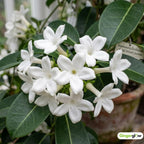 Bridal Wreath Jasmine Plant Live, 4-5 Inch Tall, Easy Care Fragrant Jasmine Plant, White Flowering Vine for Trellis, Fence & Garden Décor