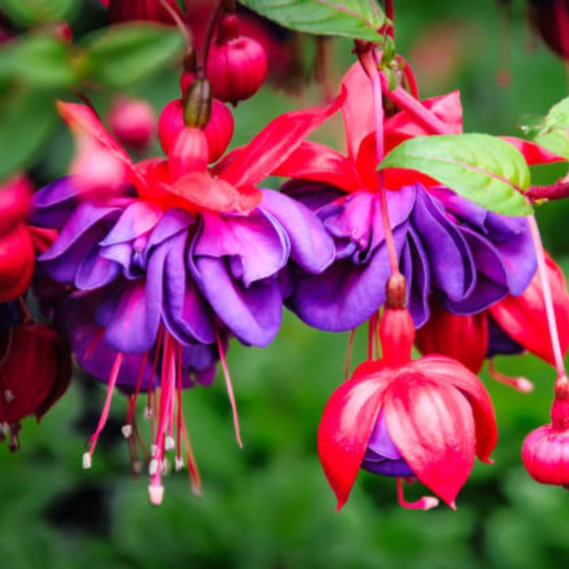 2 Fuchsia Plants Live, Gold and Red Foliage, 6-12 Inch Tall, Autumnale Variety, Trailing Flowering Plant, Ideal for Hanging Baskets
