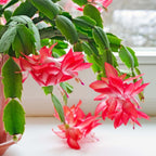 Exotic Red Christmas Cactus Plant Live| 4 to 7 Inch Tall Potted Indoor Decorative Plant for Home & Office | Live Christmas Cactus Plants Houseplants | Christmas Hanging Baskets for Outdoors