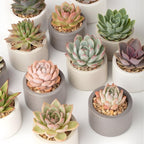 6 Unique Succulent Plant Pack Collection, Live Mini Succulent Plants in 2 Inch Pot, Mixture of Colors & Textures, Birthday and Wedding Party Gifts