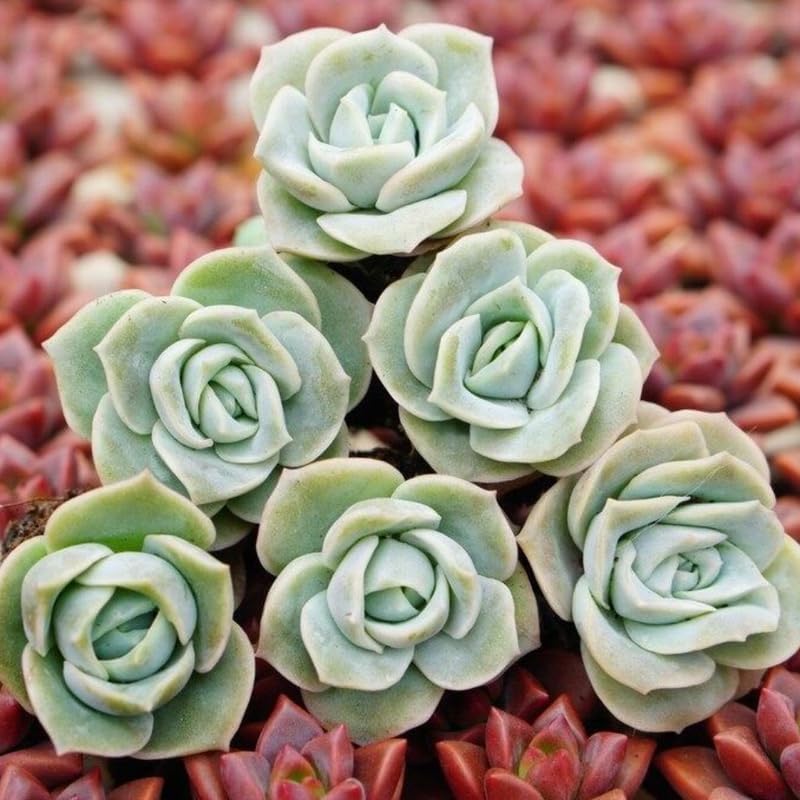 Succulent Plant, Graptoveria Lovely Rose, 2 Inch Pot Size, Unique Rose Appearance Small Plant for Bright Indoor Spaces
