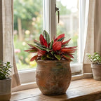 2 Peperomia Live Plant, Peperomia ‘Rosso’, 4 Inch Pot Size, Low Maintenance Indoor Plant, Unique Red Underside Leaf Plant for Bright Indirect Light