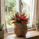 2 Peperomia Live Plant, Peperomia ‘Rosso’, 4 Inch Pot Size, Low Maintenance Indoor Plant, Unique Red Underside Leaf Plant for Bright Indirect Light