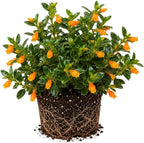 Goldfish Plant Live – 4-8" Tall in 4" Pot Live Golden Fish Plant Houseplant | Trailing Indoor Plant with Orange Blooms