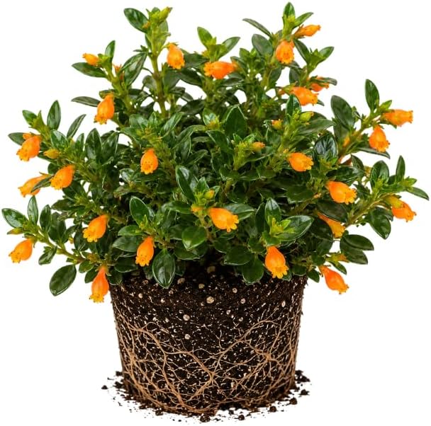 Goldfish Plant Live – 4-8" Tall in 4" Pot Live Golden Fish Plant Houseplant | Trailing Indoor Plant with Orange Blooms