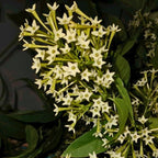 Night Blooming Jasmine Plant Live in 4 Inch Pot | Fragrant Night Blooming Plant | Live Jasmine Plant for Indoor Spaces, Home & Office Décor | Easy to Grow