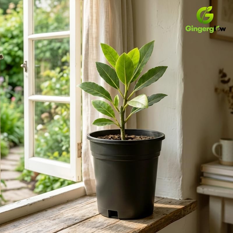 Bay Leaf Live Plant, 5-7 Inch Sweet Bay Tree Starter, Vigorous Culinary Herb for Indoor Kitchen Gardens & Outdoor Landscapes, Sturdy Aromatic Leaves