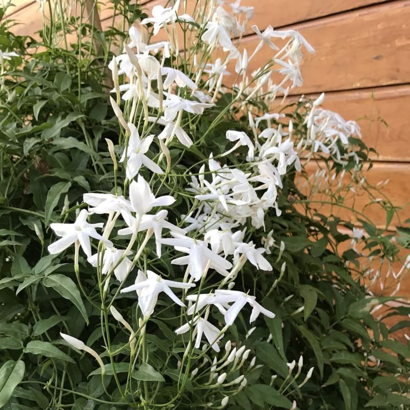 Downy Jasmine Plant Indoor Live | Fragrant White-Blooming Vine | Low Maintenance Live Jasmine Plant for Shelves, Desks & Balcony
