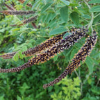 15 False Indigo Bush Live Plant | 1-2ft Bare Root Seedlings | Low Maintenance Native Deciduous Shrub | Well-Rooted Flowering Plant