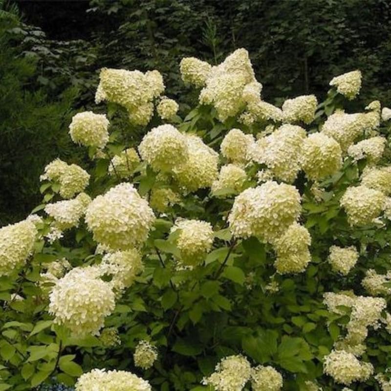2 PeeGee Hydrangea Live Plant Bush Shrub | 12-24" Rooted Cuttings | Cold-Hardy Panicle Flowering Shrub | White to Pink Autumn Blooms