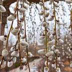 4 French Pussy Willow Live Plant, 12-24 Inch Tall, Pussy Willow Tree for Outdoor Planting, Ideal for Landscape Use and Seasonal Interest, Easy to Care