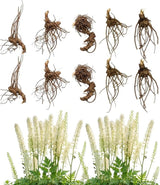 10 Live Black Cohosh Roots Bugbane, Easy Care Actaea Racemosa, Shade Plants Outdoor Perennial with Tall White Flower Spikes for Woodland Gardens & Borders