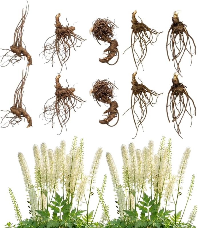10 Live Black Cohosh Roots Bugbane, Easy Care Actaea Racemosa, Shade Plants Outdoor Perennial with Tall White Flower Spikes for Woodland Gardens & Borders