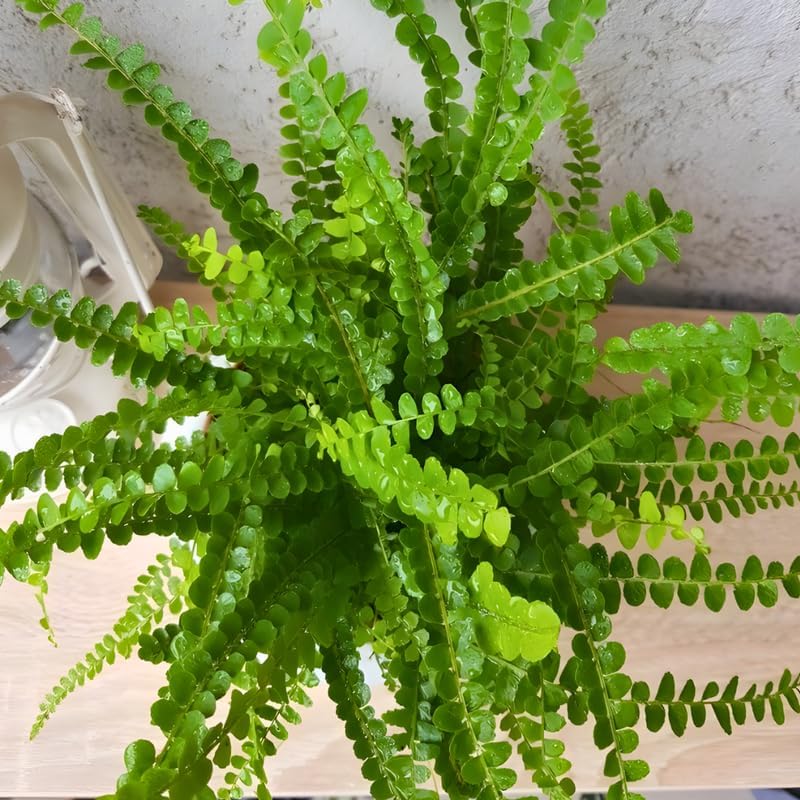 2 Button Fern Live Plant, Live Fern Plants in 2 Inch Pot, Air-Purifying, Low Maintenance, Perfect for Home and Office Décor, Easy to Care