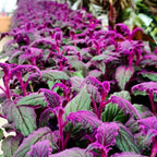 Purple Passion Live House Plant, 4-5 Inch Tall, Well-Rooted Bare Root Starter, Velvet Leaf Houseplant for Home and Office