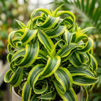 Dracaena Tornado Live Plant, 4 Inch Pot, Sturdy Low Maintenance Indoor Plant with Twisted Curly Leaves for Home & Office Desk Decor
