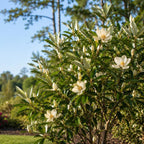 (No Ship to CA,HI,AK) Sweetbay Magnolia Plant, 3 Feet Tall in 3 Gallons Pot, Vigorous Flowering Shrub for Backyard Gardens & Patios, Elegant White Blossoms & Semi-Evergreen Foliage