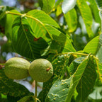 2 Black Walnut Tree, 12-18 Inch Tall in 4 Inch Pot, Juglans Nigra Native Hardwood Tree, Edible Nut Bearing Shrub for Backyard and Timber