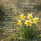 100 Wild Daffodil Bulbs, Well-Rooted Buttercup Bulbs, Vigorous Growth Habit with Showy Trumpet Blossoms for Home Landscapes