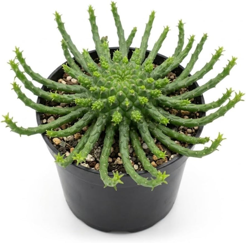 Euphorbia Plants Live, Medusa Head Plant, 6" Potted Euphorbia Flanaganii Starter, High-Vigor Low Maintenance Succulent for Bright Windowsills
