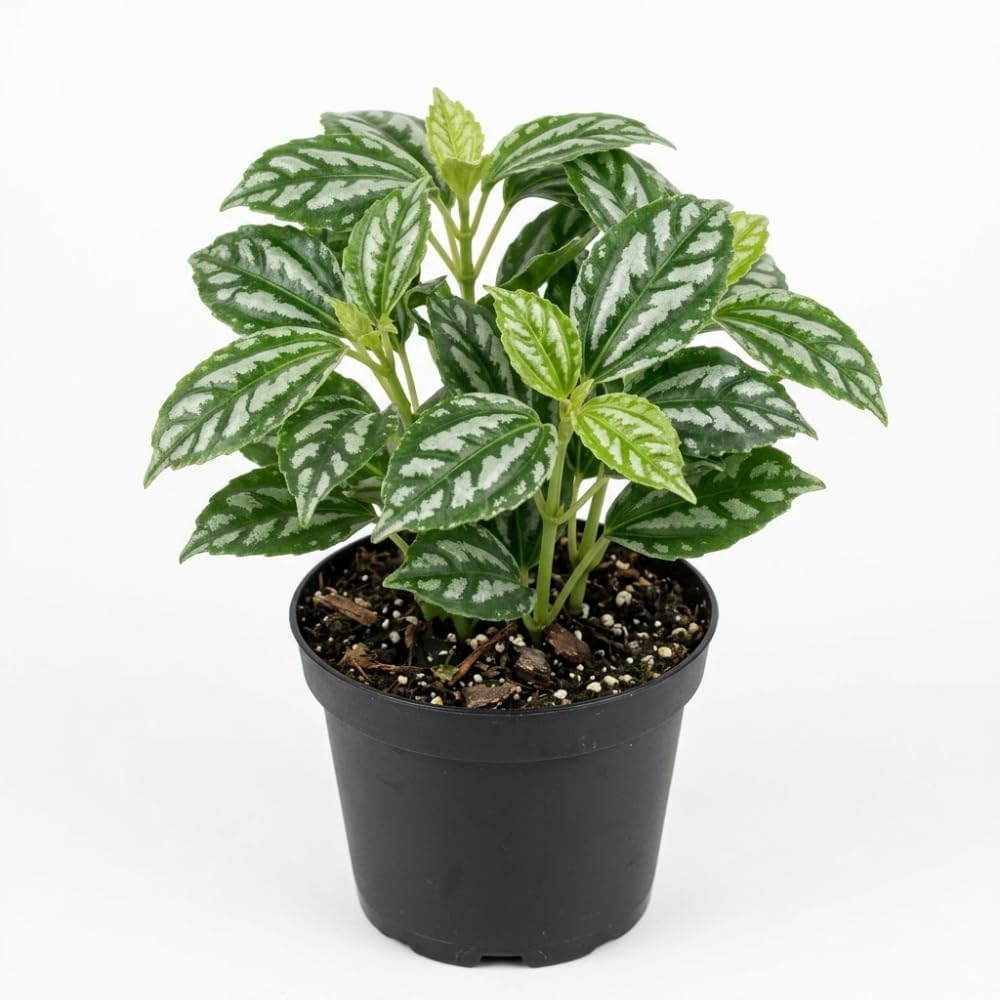 Watermelon Pilea Cadierei Plant, 4" Pot, Vigorous Aluminum Plant with Silver Striped Leaves, Sturdy Low Maintenance Foliage for Home & Office Decor