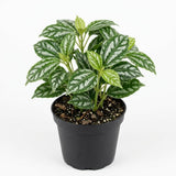Watermelon Pilea Cadierei Plant, 4" Pot, Vigorous Aluminum Plant with Silver Striped Leaves, Sturdy Low Maintenance Foliage for Home & Office Decor