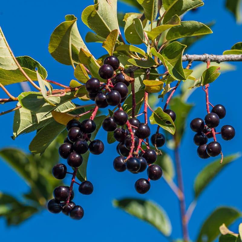 Chokeberry Plant Live, Well-Rooted 3-4" Potted Shrub, Cold-Hardy Aronia Berry Producer for Sunny Garden Rows