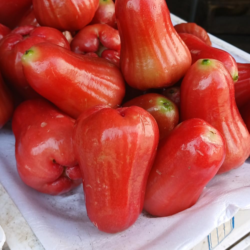 Red Wax Jambu Tree | 30-36 Inches Live Tropical Fruit Tree Plant | Crisp, Sweet Bell Fruit Variety for Home Gardens & Patios | No Ship to CA,HI,AK