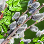 Pussy Willow Plant Live Shrubs (Set of 4) – 6 to 12 Inch Plants | Soft Silver Flower for Early Spring | Hardy, Fast-Growing Shrubs for Natural Landscapes