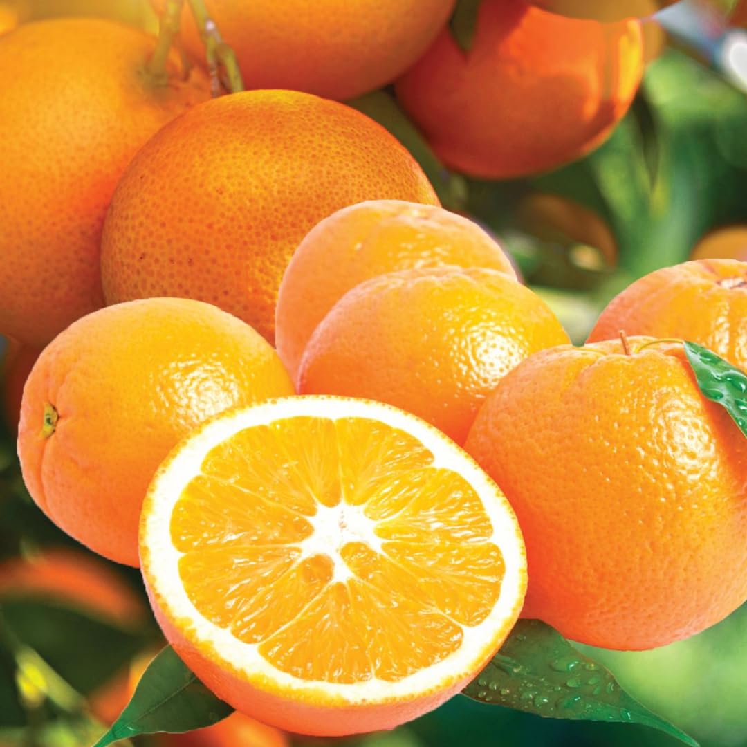 (No Ship to CA,HI,AK) Kishu Mandarin Oranges Tree Live Plant | 1 Gallon Live Potted Citrus Tree | Sweet Juicy Fruit for Cooking Juicing & Home Gardening
