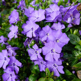 Vinca Plants - Vinca Minor, 4 Inch Size, Low Maintenance Evergreen Vine for Erosion Control and Shady Borders