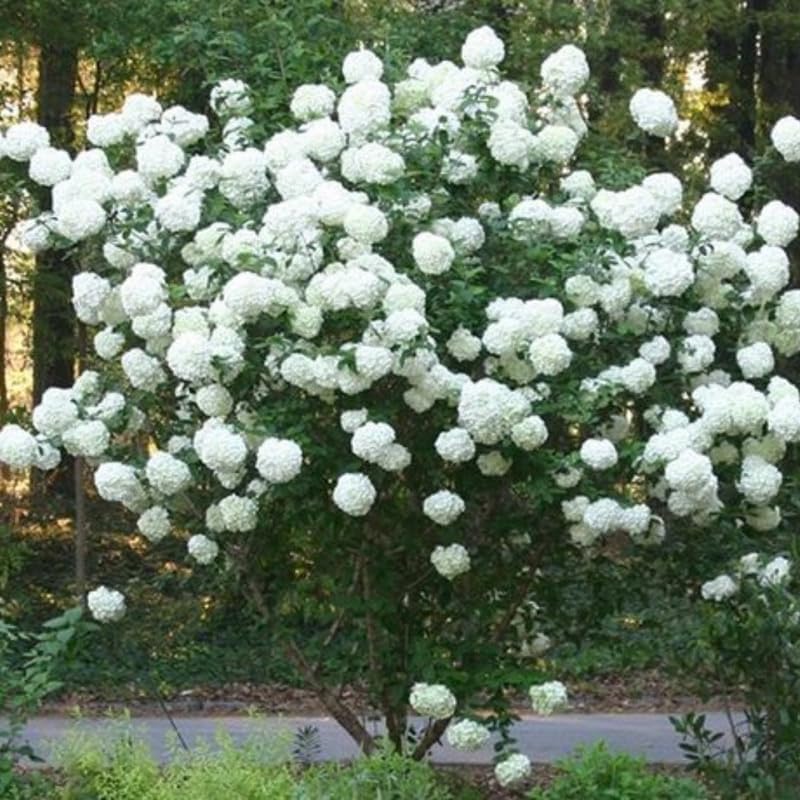 Japanese Snowball Viburnum Plant Live (Set of 4) – 6 to 12 Inch Live Shrubs | Stunning White Spring Blooms | Hardy Accent Plants for Elegant Gardens