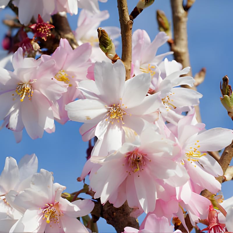 Autumnalis Cherry Tree Live Plant, 6-12 Inch Tall Starter Plant, Japanese Cherry Blossom Tree, Easy Care Flowering Tree for Planting Outdoors