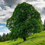 10 American Sycamore Tree Live Plant | 1-2ft Bare Root Seedlings | Fast Growing Shade Tree | Robust Well-Rooted Plant
