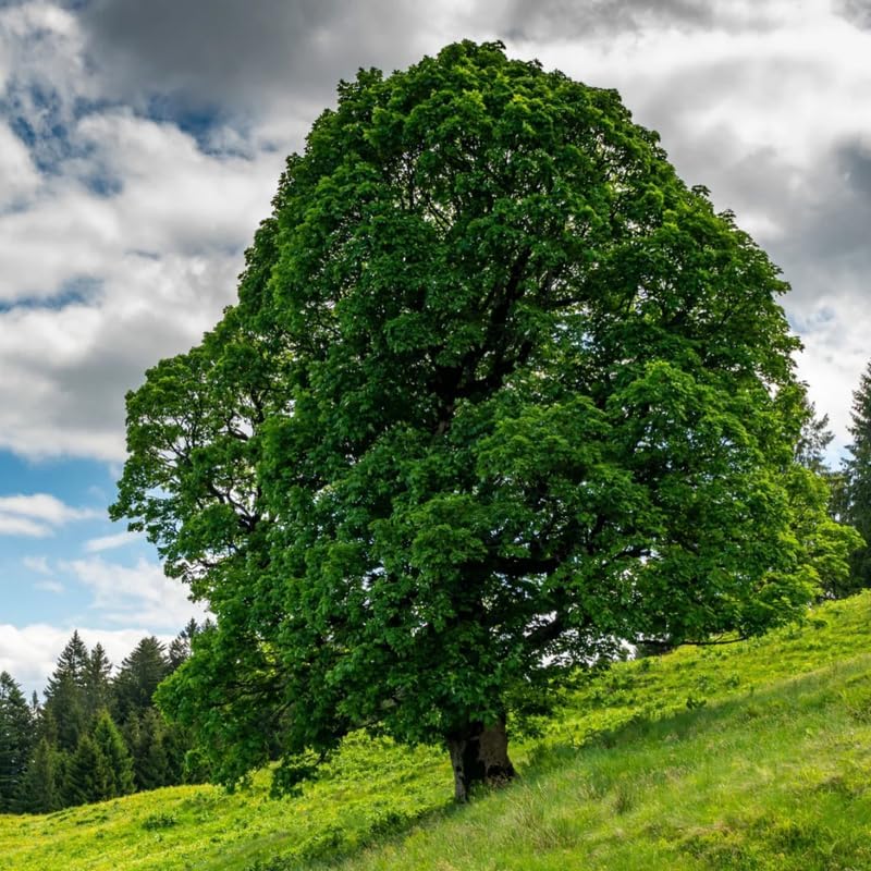10 American Sycamore Tree Live Plant | 1-2ft Bare Root Seedlings | Fast Growing Shade Tree | Robust Well-Rooted Plant