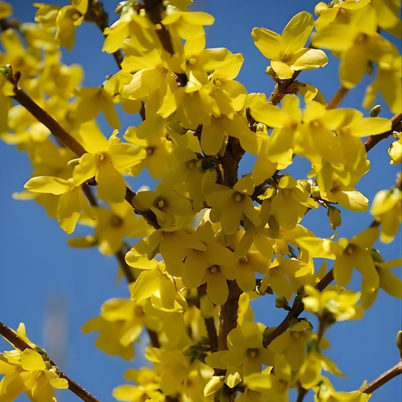 Lynwood Gold Forsythia Live Plant | Quart Pot | Forsythia Bush Plant for Outdoor Growing | Ideal for Garden Planting and Landscape Use