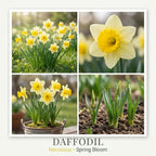 50 Wild Daffodil Bulbs, Lent Lily, Yellow Spring Flowering Perennial for Garden Borders, Cold-Hardy Narcissus for Early Spring Blooms