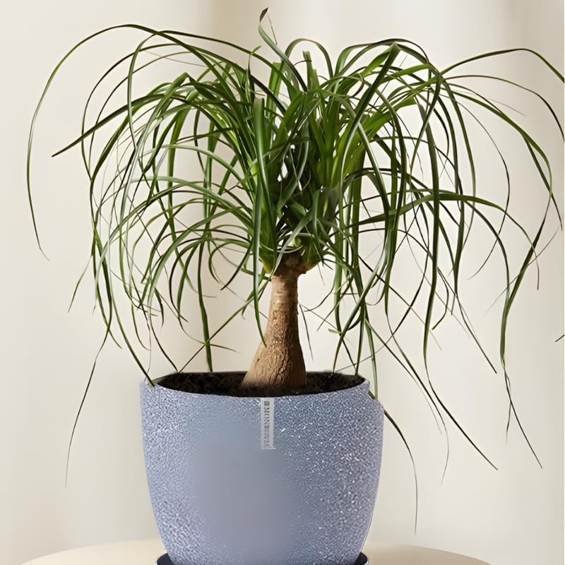 Pony Tail Palm Live Plant in 4” Inch Pot | Elephant’s Foot Live Trees | Easy to Maintain Indoor Housplant | Suitable for Home & Office Décor | Great Birthday Gift