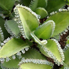 Mother of Thousands Kalanchoe Live Succulent in 4" Inch Pot | Low-Maintenance Indoor Plant | Great for Collections, Gifts & Small Spaces