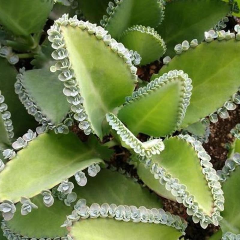Mother of Thousands Kalanchoe Live Succulent in 4" Inch Pot | Low-Maintenance Indoor Plant | Great for Collections, Gifts & Small Spaces