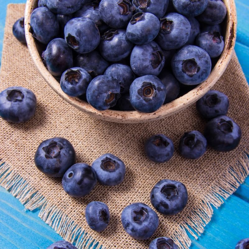 Small Huckleberry Plant Live for Planting in Pot, Easy Care, Native Berry Bush with Sweet Edible Fruit, Suitable for Outdoor Garden & Borders